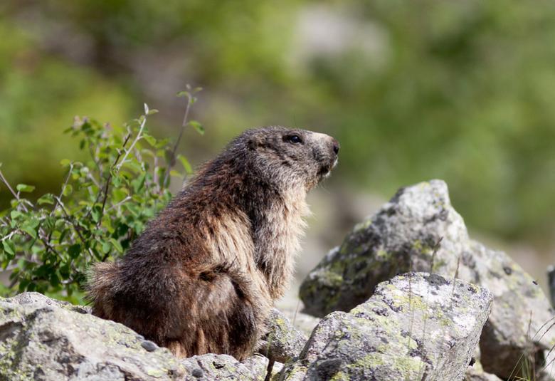 Marmotte dans un parc animalier de Chamonix