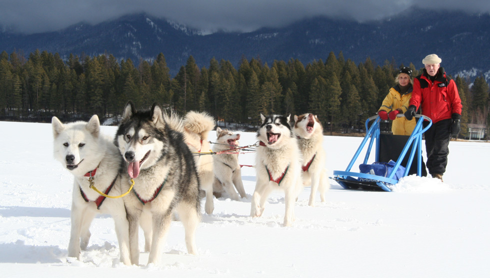 Chiens De Traineau A Chamonix Mont Blanc Chamonix Net Chiens De Traineau A Chamonix Mont Blanc Chamonix Net
