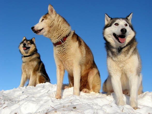 Chiens De Traîneau à Chamonix Mont Blanc Chamonixnet