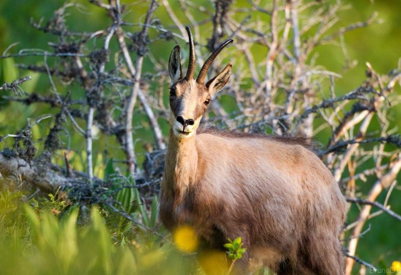 Chamois dans le Parc de Merlet à Chamonix