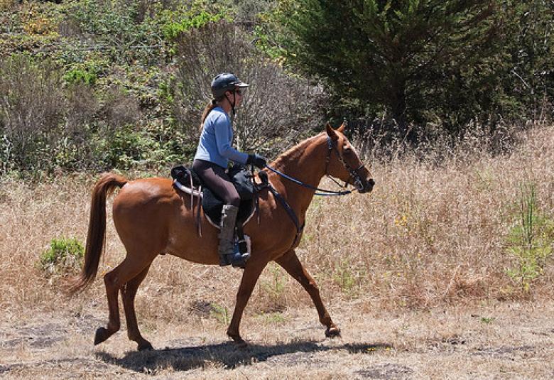 Horse Poney Riding in Chamonix