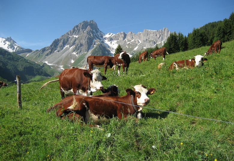 Easy Walks around Chamonix