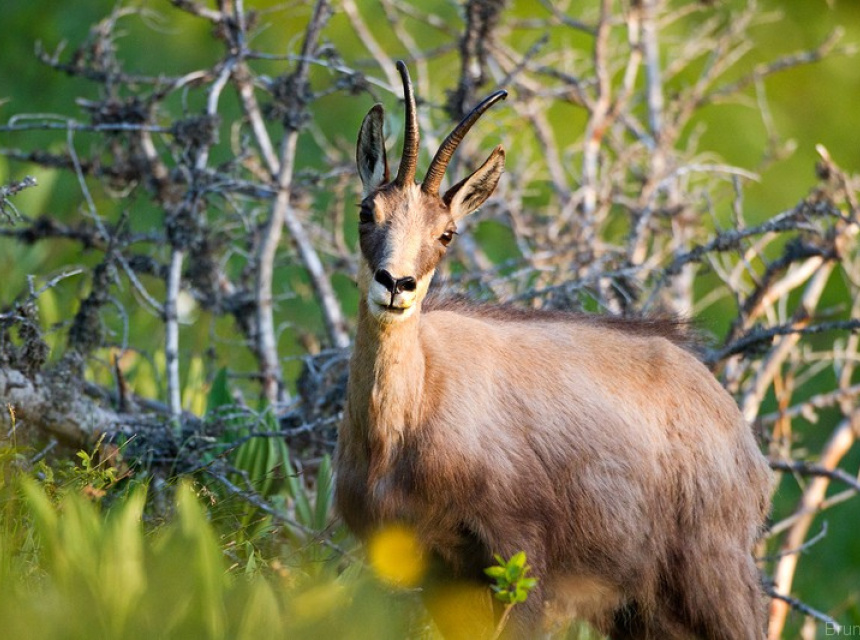 Chamonix Nature and Wildlife Information