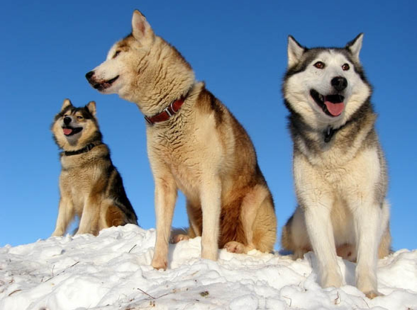 Huskies in the Chamonix Valley