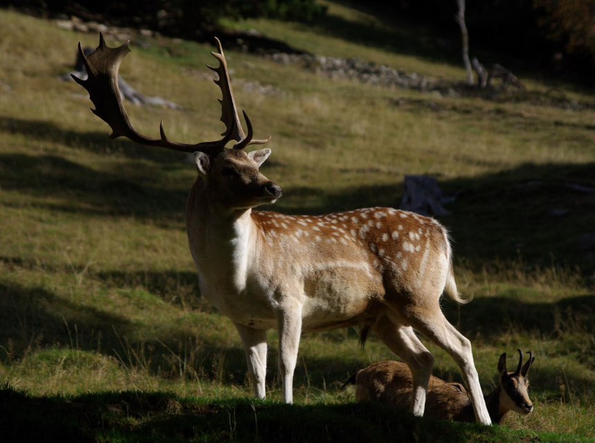 Male Fallow Deer Copyright @ Parc de Merlet