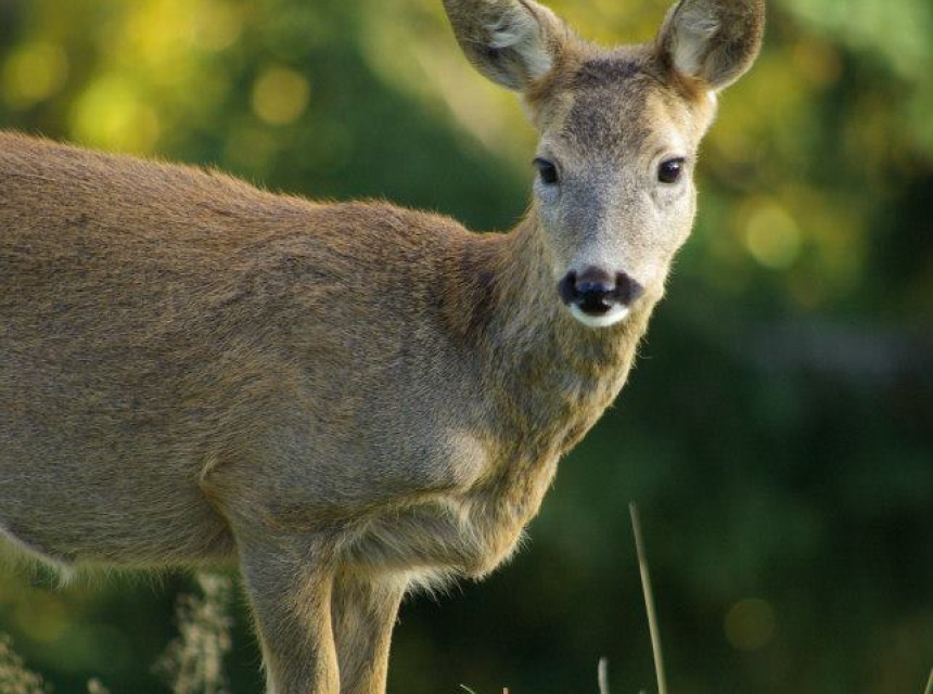 Chevreuil en Chamonix